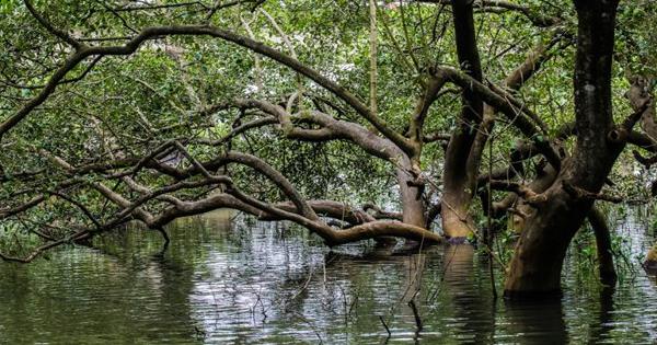 Kadalundi Mangroves Eco Tourism is a hidden Gem